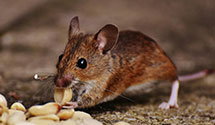 24 Hour & Emergency Exterminators in Haleburg, AL
